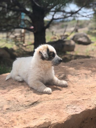 Puppy resting on a rock in our play area.
