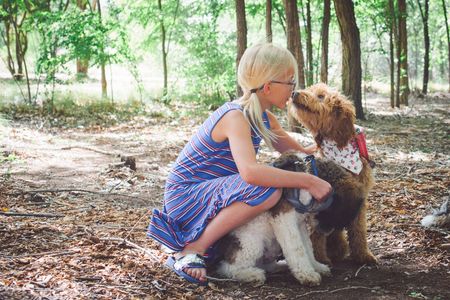 Our poodle stud who breeds Bernedoodle puppies and our F1 moyen Irish Goldendoodle puppy