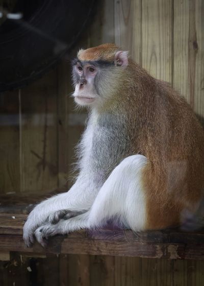 Jerry, a Patas monkey, was rescued from a life spent in a pet taxi