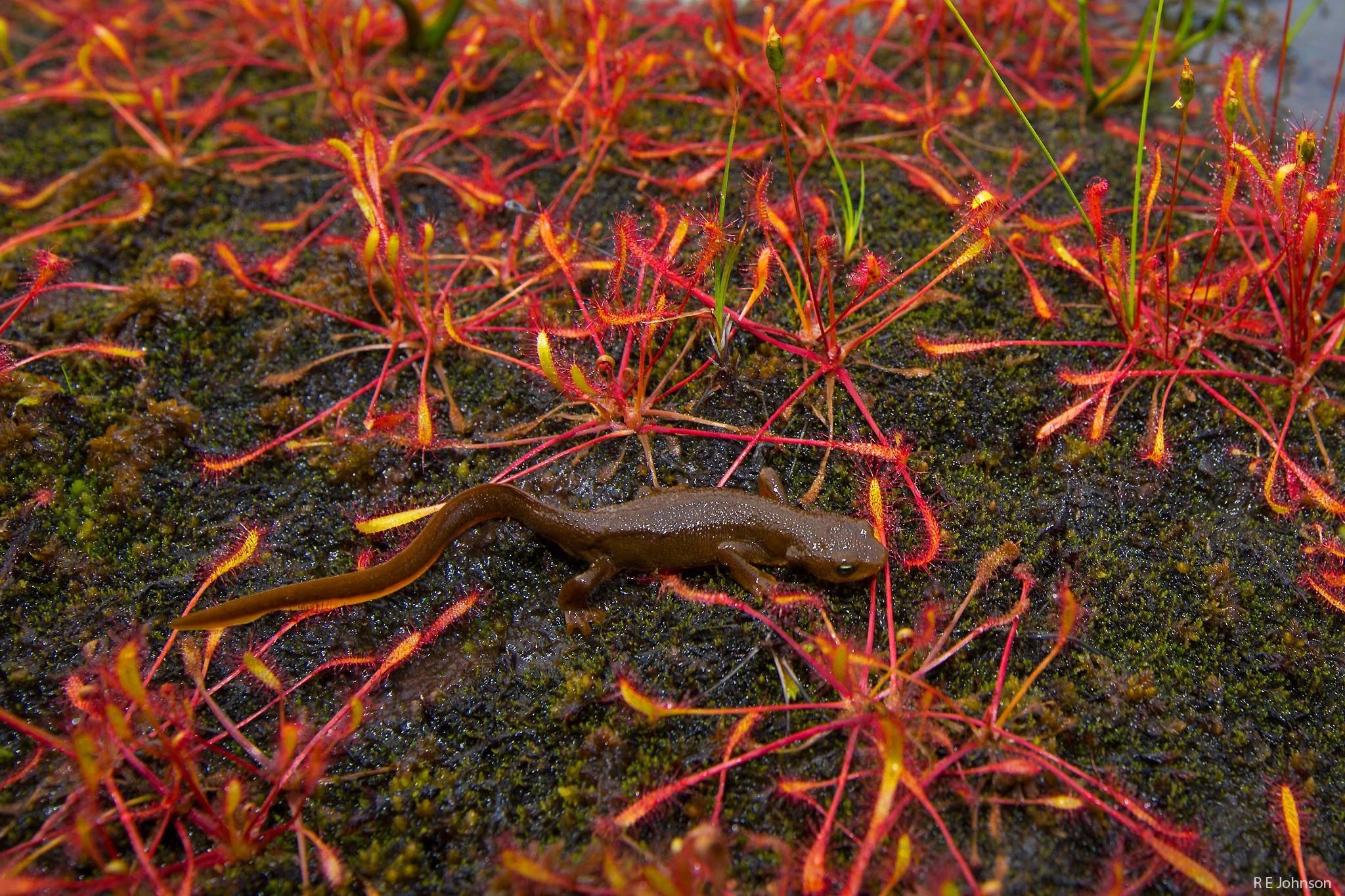 Rough skinned newt in sundew plants