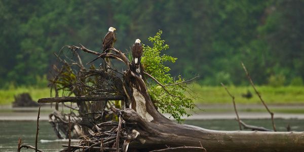 Bald Eagles on a tree stump in the Stikine River delta