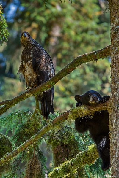 A juvenile bald eagle and a young black bear cub share a tree near the observation deck.