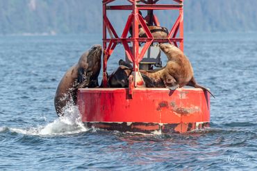 Sea Lions playing on a buoy outside Petersburg on the way to Leconte Glacier