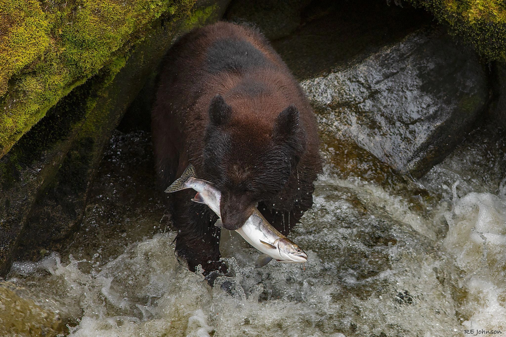 Black bear with a salmon in its teeth, Anan Bear & Wildlife Observatory