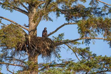 Juvenile Bald Eagle in nest