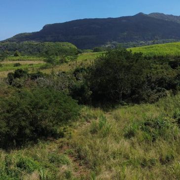 Paysage avec herbe verte et montagne en arrière-plan.