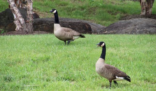 Geese walking in parks and common areas where goose control is needed.
