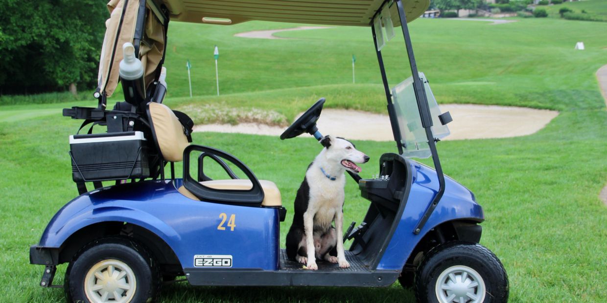 Goose dog on golf cart