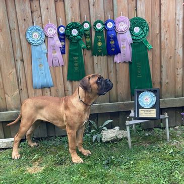 BULLMASTIFF FANCIERS OF CANADA 2024 NATIONAL SPECIALTY BEST PUPPY