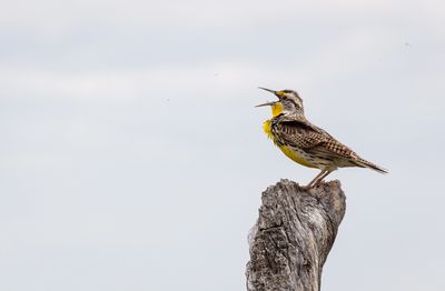 Meadowlark