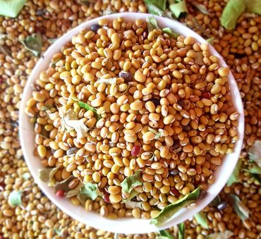 Phisi Beans (The Nocte Digest)