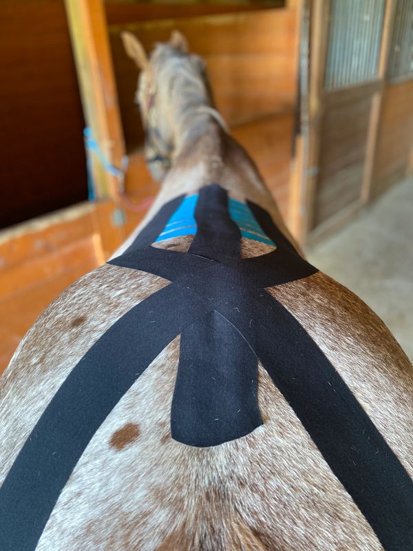 Equine Kinesiology Taping