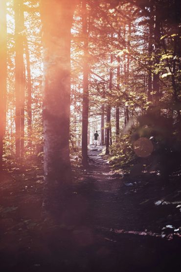 Man walking on a sunlit forest path during golden hour.