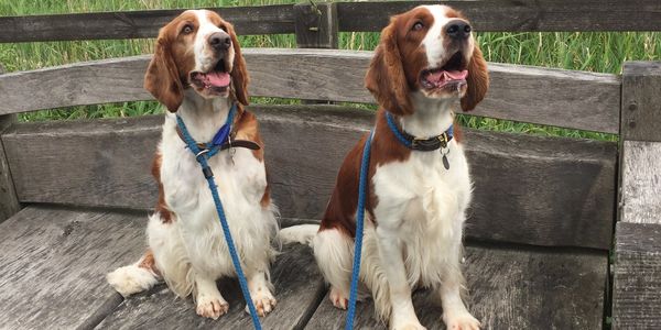 Two happy dogs sitting on a wooden bench with leashes.