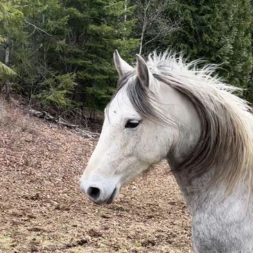 Freedom
Nature
Love
Harmony
Joy
Bliss