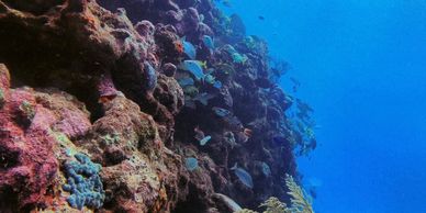 Playa Del Carmen Deep Dives