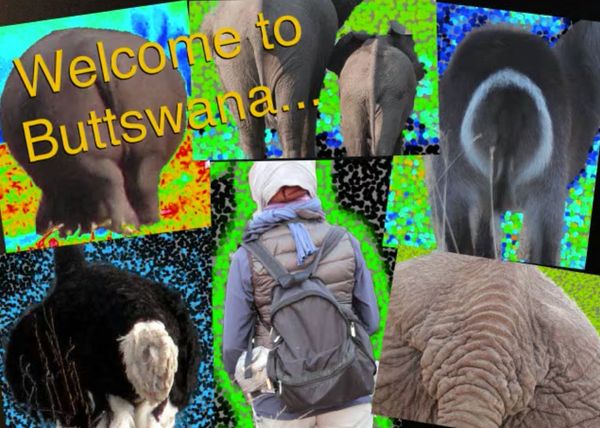 Collage of elephant backsides with a person and text 'Welcome to Buttswana'.