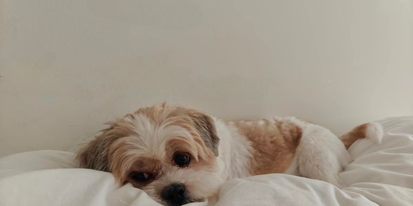Hay - Shihpoo