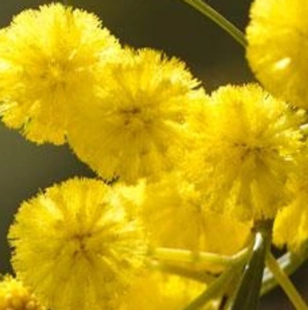 Bright yellow mimosa flowers on green branches.
