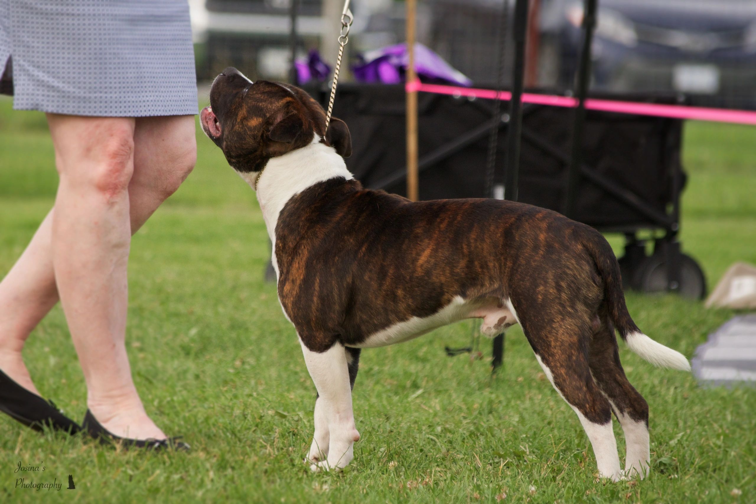 This is BEAU - Staffhaven's Gandolf The Great age 12 months