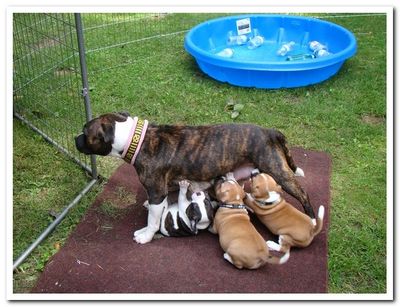 Wicca and her litter from July 2020. 3 boys and 3 girls!