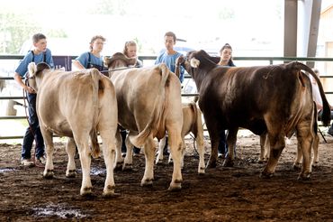 JBB WIZARDS DENALI 655D GET OF SIRE GRAND CHAMPION