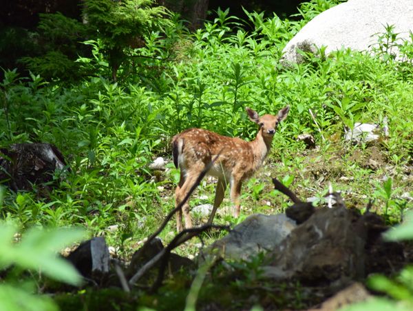 Maine Red Deer Fawn