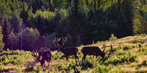 Red Deer Farm in Maine