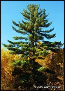Photo: White Pine; Gary Fewless, Cofrin Herbarium