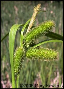 Photo: Bristly Sedge; Gary Fewless, Cofrin Herbarium