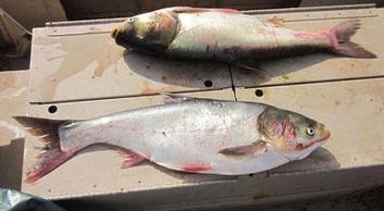 Silver Carp; Lindsey Lewis, U.S. Fish and Wildlife, Bugwood.org