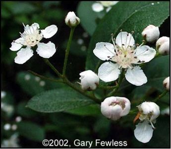 Image: Black Chokeberry; Gary Fewless, Cofrin Herbarium