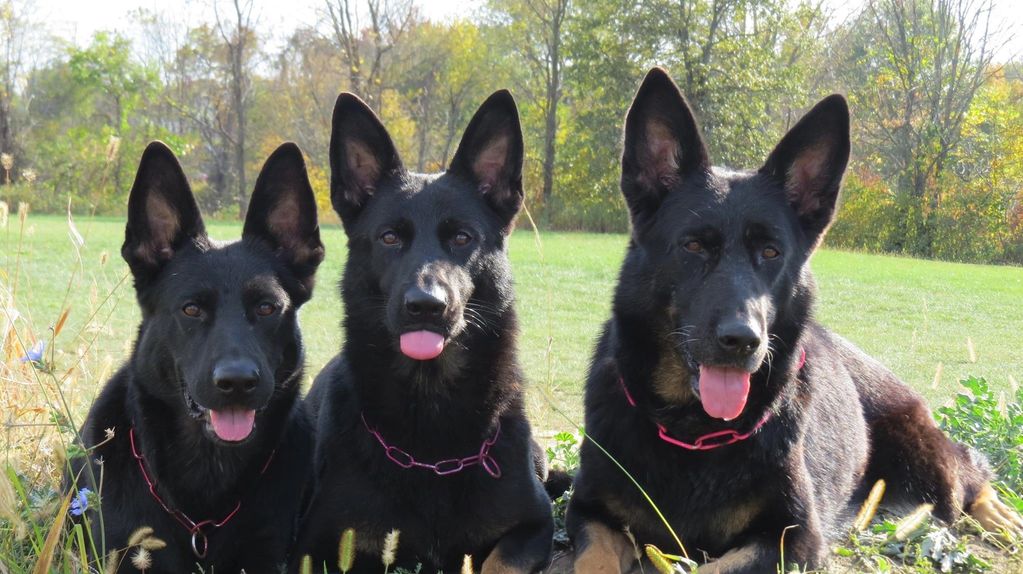 Frejya, Darling and Boomer