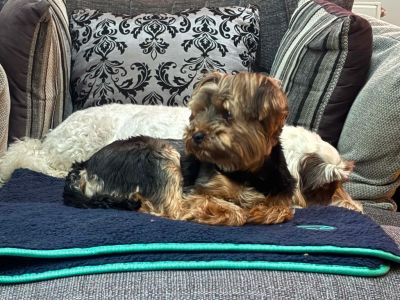 Two small dogs resting on a couch with patterned pillows.