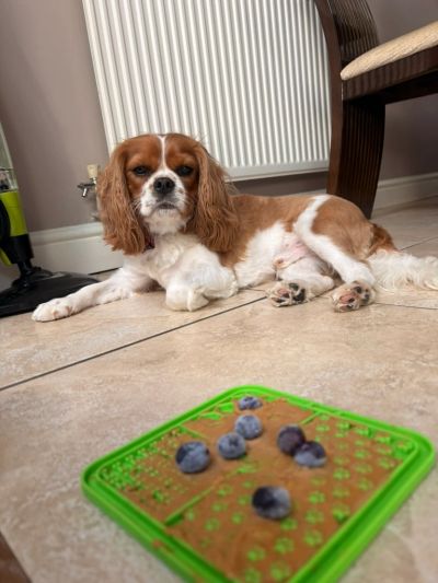 Dog lying on floor near a treat with blueberries.