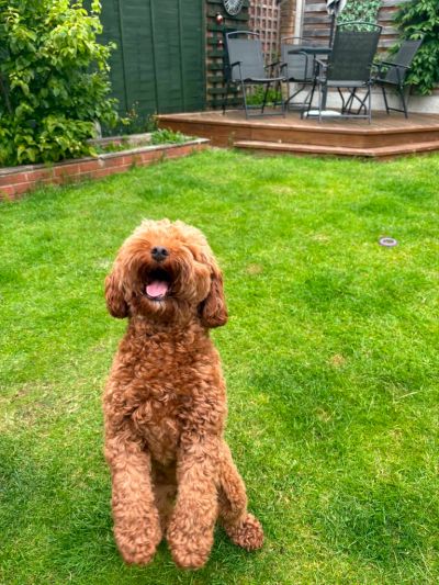 Happy curly brown dog jumping in a garden.