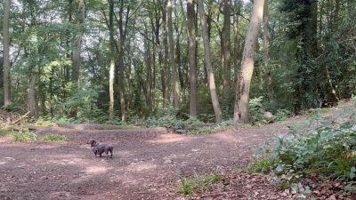 A small dog in a forest clearing under sunlight.