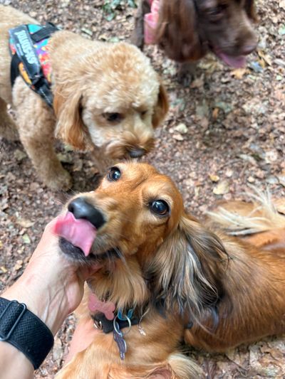 Three dogs outdoors, one licking a person's hand.