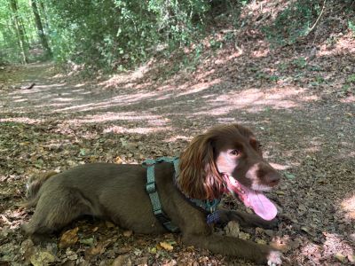 Happy brown dog lying on a forest path.