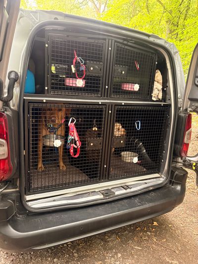 Two dogs in cages inside a vehicle.