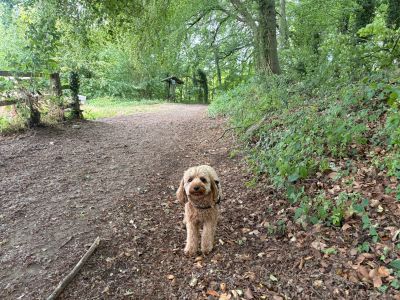 Dog on a forest path surrounded by greenery.