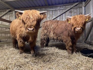 Highland Cattle Breeding
