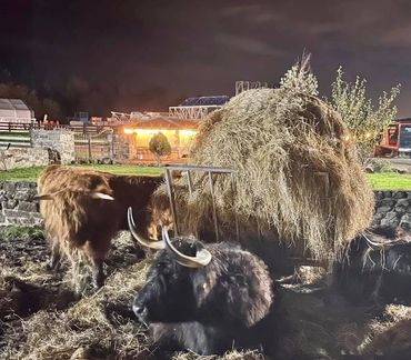 Highland Cattle Breeding