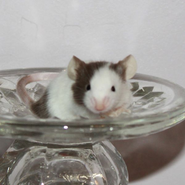 Chocolate Pied Standard male mouse