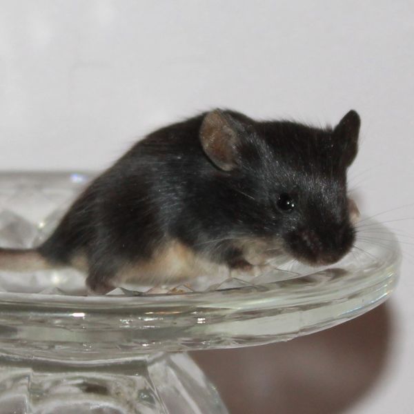 Black Tan Standard female mouse