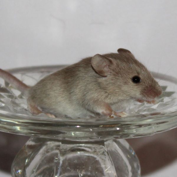 Dove Agouti Standard female mouse