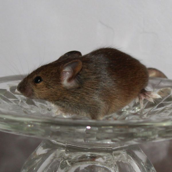Agouti Standard male mouse