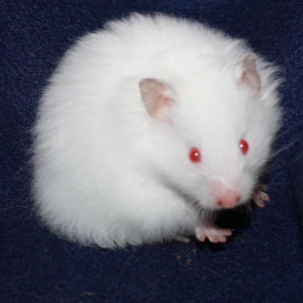Dark-eared White Long Hair Syrian Hamster female