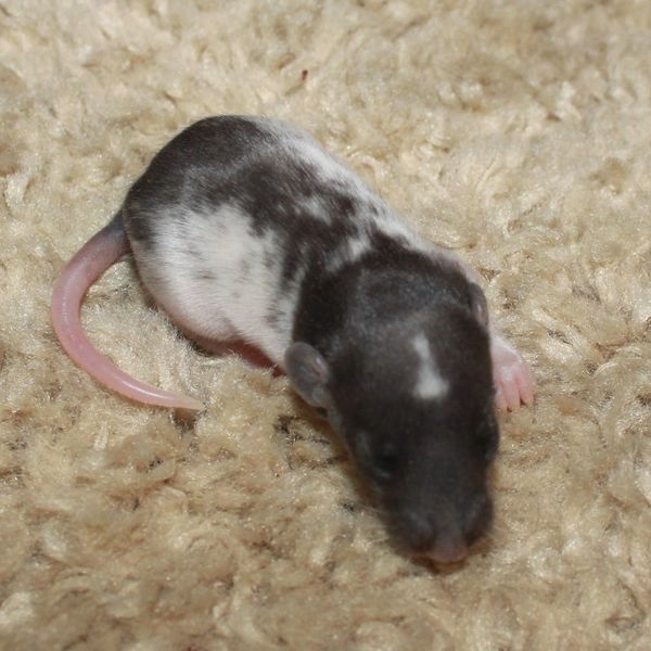 Black Variegated Down Under Silvermane Dumbo male rat kitten
