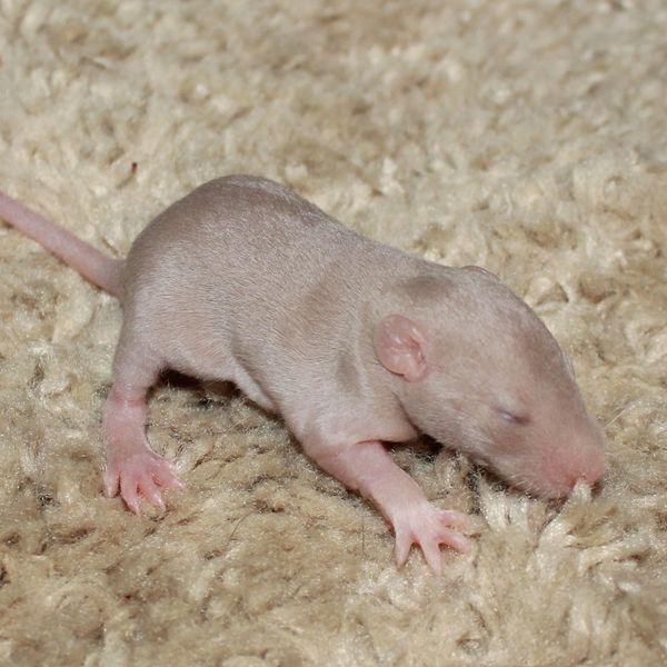 Beige Velveteen Standard female rat kitten